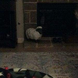 Meet your Posher, Pat